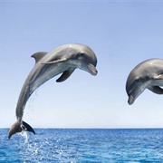Bottlenose Dolphin
