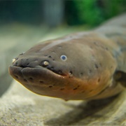 Electric Eel