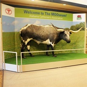 The Mooseum