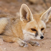 Ruppell's Fox