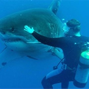 Touched a Shark