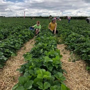 Picking Strawberries & Other Soft Fruit, PYO Fruit Farm, UK
