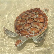 Swim With Turtles, Cayman Turtle Centre, Grand Cayman
