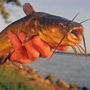 Fished for Bullheads in Pasture Pond