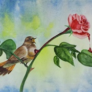 The Nightingale and the Rose