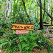Ferns of the World