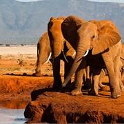 Tsavo East National Park, Kenya