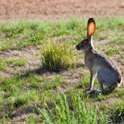 Jackrabbits