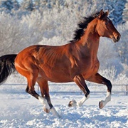 Galloping in Winter