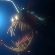 Anglerfish