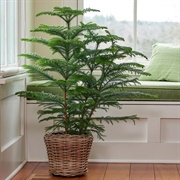 Norfolk Island Pine