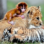 Lion, Tiger and Monkey