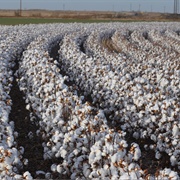 Cotton Crops