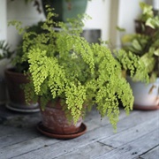 Maidenhair Fern