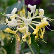 Honeysuckle Flowers