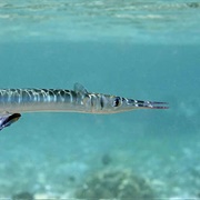 Needlefish