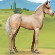 Palomino