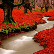 Red Forest, Sintra, Portugal
