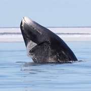 Bowhead Whale