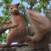 Other Squirrels