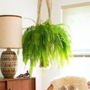Boston Fern