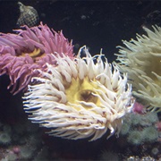 Anemone