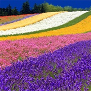 Farm Tomita, Furano, Japan