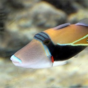 Humuhumunukunukuapua'a