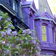Lilac in St. Louis Square, Montreal, Canada