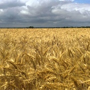 Wheat Field in Kansas