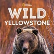 Wild Yellowstone