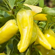 Ugly Banana Pepper
