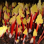 Yorkshire Forced Rhubarb