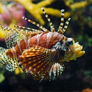 Lionfish