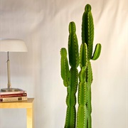 Candelabra Cactus