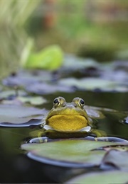 I'm Nobody! Who Are You? (Emily Dickinson)