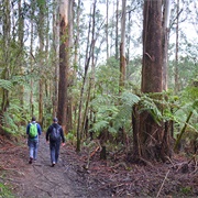 East Sherbrooke Forest Lyrebird Trail, Australia