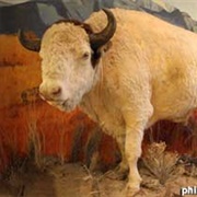 Big Medicine, Helena