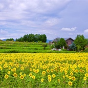 Hire a Camper During Summer in Hokkaido
