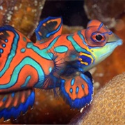 Mandarin Fish
