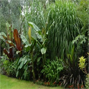 Tropical Plants