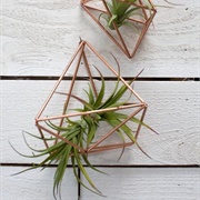 Air Plant
