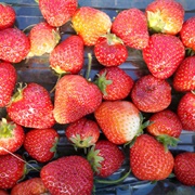 Early Strawberries