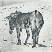 Andy Stott - Too Many Voices