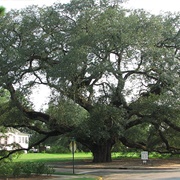 The Big Oak