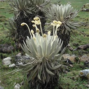 Frailejón