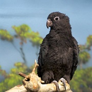 Lesser Vasa-Parrot