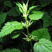 Make Plant Food Out of Stinging Nettles or Comfrey