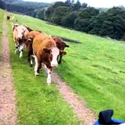 Chased by Cows