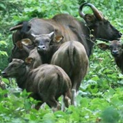 Pampadum Shola National Park